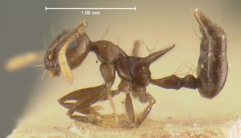 Media type: image; Entomology 9163   Aspect: habitus lateral view